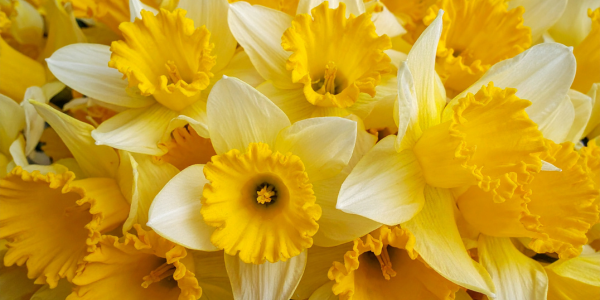 Tip Cymraeg Mawrth 2026